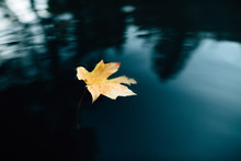 Leaf Floating In Water
