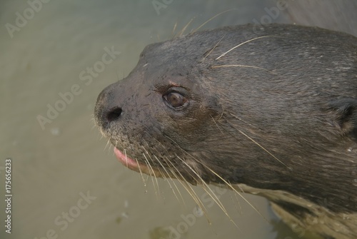 Vászonkép Giant river otter (Pteronura brasiliensis), endangered, Pixaim River, Pantanal,