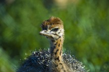 Ostrich Chick (Struthio Camelus), South Africa, Africa