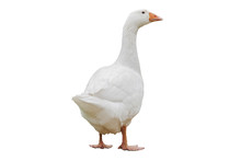 White Goose (anser Anser Domesticus) Isolated On White Background