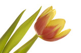 Fototapeta Tulipany - Tulips (tulipa)