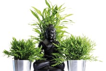 Lucky Bamboo (Dracaena Sanderiana) In Front Of A Black Buddha Statue