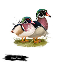 Wood Duck Digital Art Illustration Isolated On White. Carolina Duck Aix Sponsa Species Of Perching Found In North America. One Of Most Color North American Waterfowl. Pair Of Birds Sitting On Branch