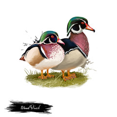 Wood Duck digital art illustration isolated on white. Carolina duck Aix sponsa species of perching found in North America. One of most color North American waterfowl. Pair of birds sitting on branch