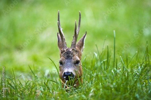 Vászonkép Portrait of a Roe Deer (Capreolus capreolus), male, Estonia, Baltic States, Euro