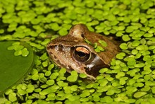 Common Frog - Grass Frog Sitting In A Pond Between Common Duckweeds (Rana Temporaria) (Lemna Minor)