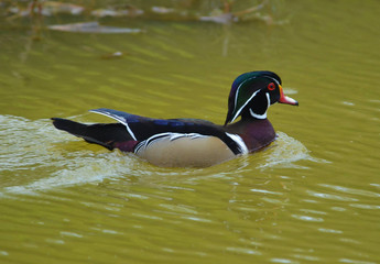 Wood Duck, Spittle Pond, Bermuda