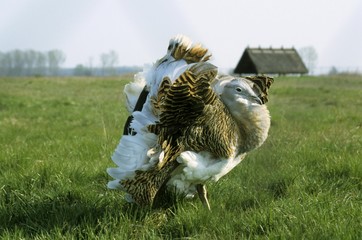 Wall Mural - Great Bustard (Otis tarda), male during mating season at the Protection and Breeding Facility Devavanya, Hungary, Europe