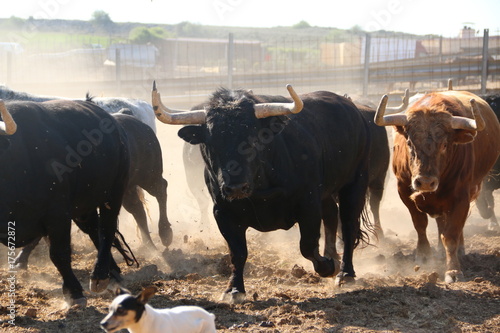 Zdjęcie XXL byków bravos bydło byków bull byka niebezpiecznych niebezpiecznych byka