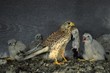 © imageBROKER - Kestrel (Falco tinnunculus) family falcons diurnal birds of prey Falconiformes) adult with mouse