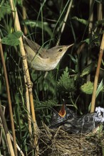 Acrocephalus Warbler Or Marsh Or Reed Warbler (Acrocephalus Scirpaceus), Family Passerine, And Young Cuckoo (Cuculus Canorus), Cuckoo Family