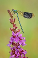 Wall Mural - Banded Demoiselle (Calopteryx splendens)