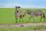 Fototapeta Sawanna - The African animals. Tanzania