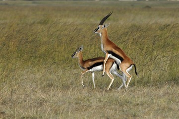 Wall Mural - Springbok Antelopes, pairing (Antidorcas marsupialis), Masai Mara, Kenya, Africa