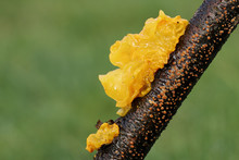 Witchs Butter (Tremella Mesenterica) (Tremella Lutescens)