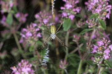 Wall Mural - Wasp Spider (Argyope bruennichi), Argiope family, small spider in a web woven in Wild Thyme (Thymus serpyllum)