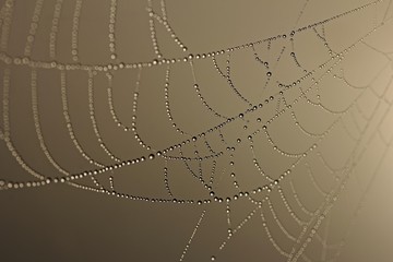  Cobweb decorated with dew