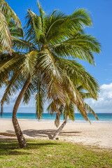 Sticker - Palm grove on the beach