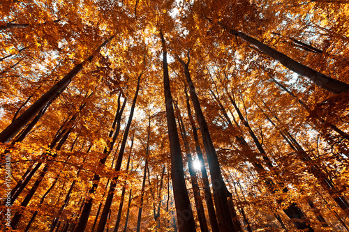 Plakat Kolorowi jesieni drzewa w lesie. Złote liście jesienią.