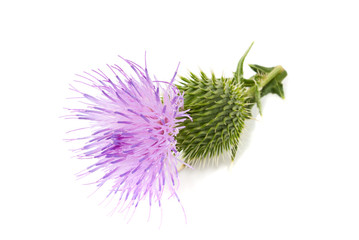 Poster - milk thistle flower