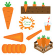 Set of carrots vector illustration.