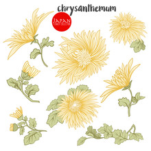 Chrysanthemum Flowers. Stock Line Vector Illustration Botanic Fl