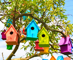 Closeup view birdhouses on a mandarin tree