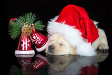 Adorable Labrador Puppy In A Santa Hat Sleeping On Black