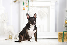 English Bull Terrier Dog Posing Indoors