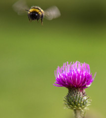 Wall Mural - Bumblebee in flight at the flower