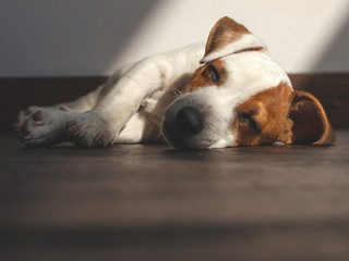 Wall Mural - Puppy sleeping