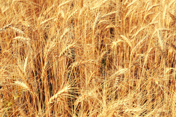 Wall Mural - Golden ears of wheat on field