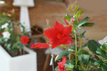 Canvas Print - Blooming red flower on blurred background