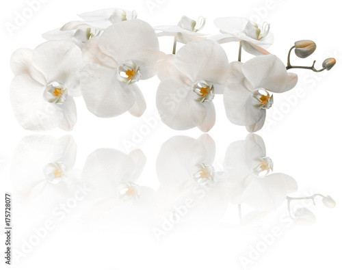 Plakaty Storczyki  biala-lodyga-orchidei-biale-tlo