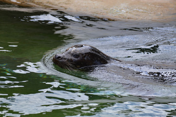 Wall Mural - Harbor seal in the water