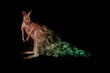 Kangaroo animal kingdom collection with amazing effect