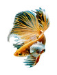 © Mongkolchon - The Betta Siamese fighting fish, Betta splendens Pla-kad ( biting fish ) Thai. (Halfmoon big ears fancy yellow white blue betta ) in motion, isolated on white with clipping path