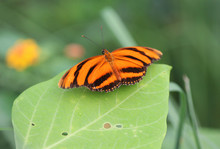 Banded Orange Heliconian Butterfly (Dryadula Phaetusa)