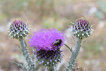 fiore di cardo thistle flower