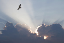 Bird Flying Through Sunbeams Shining Through Clouds With Silver Lining