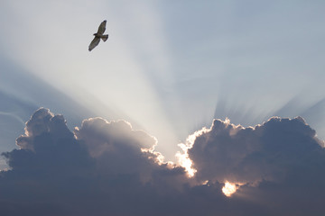 bird flying through sunbeams shining through clouds with silver lining
