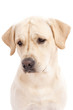 © TSB - Labrador pale yellow animal isolated on white