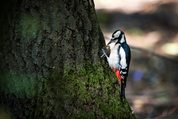 Woodpecker eating