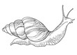Vector drawing of Achatina snail or African giant land snail in the conical shell in black isolated on white background. Hermaphrodite gastropod mollusk in contour style for fauna coloring book.