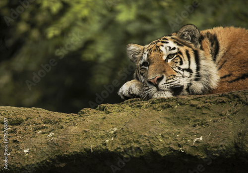 Plakat Tygrys Syberyjski na skale