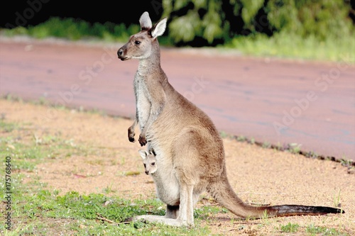 Kangourou Et Son Bebe Margaret River Australie Stock Photo Adobe Stock