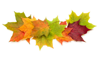 colorful autumn maple leaf isolated on white background
