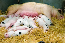 Gloucestershire Gloustershire Old Spot Piglets Suckling On Their Mother Pig