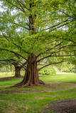 Fototapeta Krajobraz - Trees in the Forest 