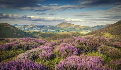 Wall Mural - Upland Heathland Landscape at Summer Bloom